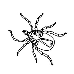 dead mite on back, parasite insect, ixodes ricinus, infection carrier, bloodsucker, vector illustration with black contour lines isolated on a white background in hand drawn style