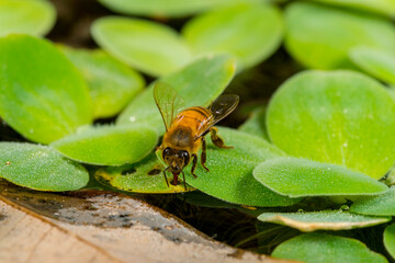 Abeja europea (Apis mellifera) colectando agua a través de un pequeño agujero en hoja de planta acuática.