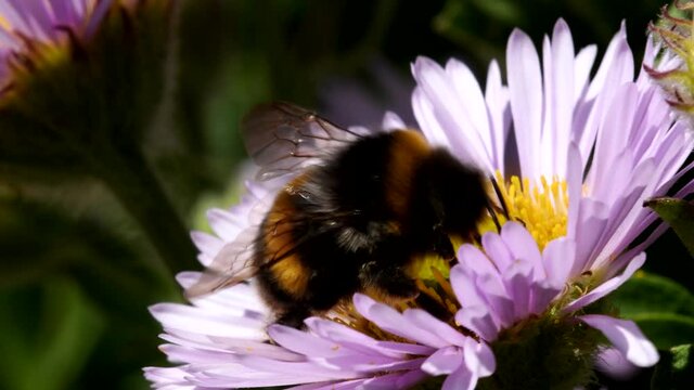 Garden Bumblebee on a flower. His Latin name is Bombus hortorum.