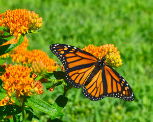 Monarch Butterfly (Danaus plexippus) feeding on the nectar of Butterfly Weed (Asclepias tuberosa)....
