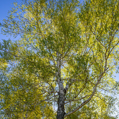 Birch tree against the blue sky, fresh spring foliage