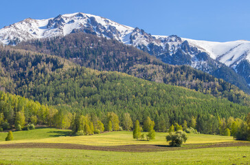 Fototapeta na wymiar Beautiful bright landscape. Summer greens of forests and snow on mountain tops. 
