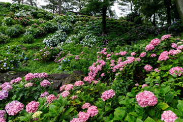 紫陽花