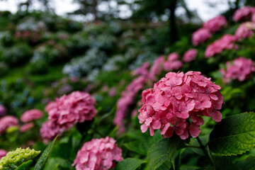 Fototapeta premium 紫陽花