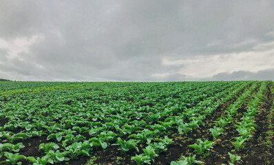 Obraz premium field of corn
