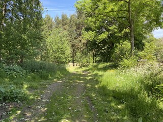 A view of a track through, Hardcastle Crags, Midgley, Hebden Bridge