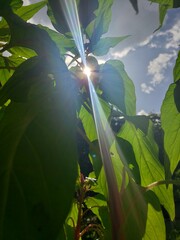 Forced Perspective III