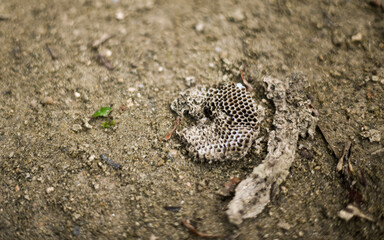 wasp cocoon