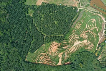 Aerial photo of palm oil and rubber tree plantations