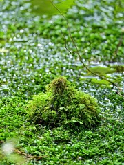 新緑の苔や水草が茂る枯れ木