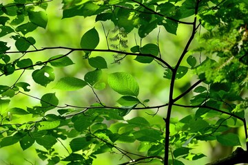 木漏れ日浴びて輝く新緑の若葉