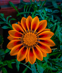 orange dahlia flower