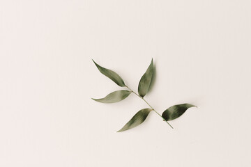 green leaves on a white background