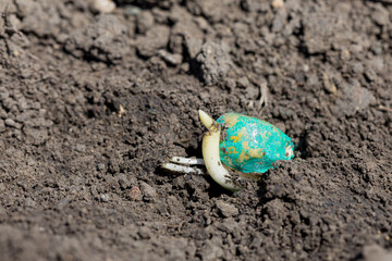 Closeup of corn seed germination growing in farm field soil with coleoptile and roots sprouting. Concept of agriculture, farming, gardening and planting season