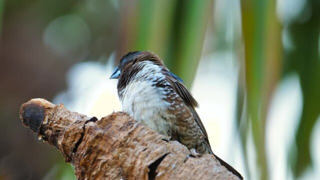 Tiny Bronze Mannikin bird sits atop branch in urban garden, looks around quickly for danger