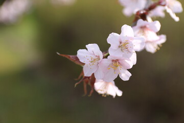 Obraz premium 新緑の中に映える桜の花