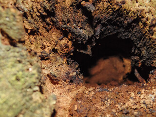 Interior de un arbol 2