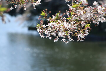 水面に浮かぶ葉桜