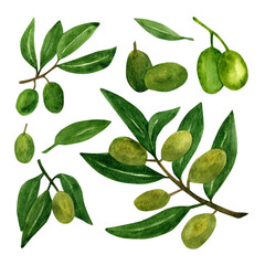 Olives set with olive branches and fruits for Italian cuisine design or extra virgin oil food or cosmetic product packaging wrapper. Hand drawn Illustration in watercolor.