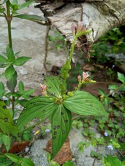Obraz premium Spigelia Anthelmia (Wormgrass, Pinkroot, West Indian Pinkroot) with a natural background. Pinkroot is a common name for plants in this genus.