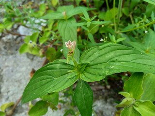Spigelia Anthelmia (Wormgrass, Pinkroot, West Indian Pinkroot) with a natural background. Pinkroot is a common name for plants in this genus.