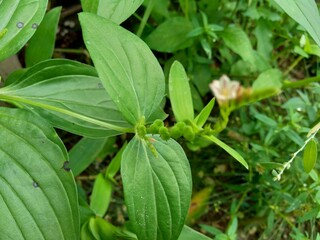 Spigelia Anthelmia (Wormgrass, Pinkroot, West Indian Pinkroot) with a natural background. Pinkroot is a common name for plants in this genus.