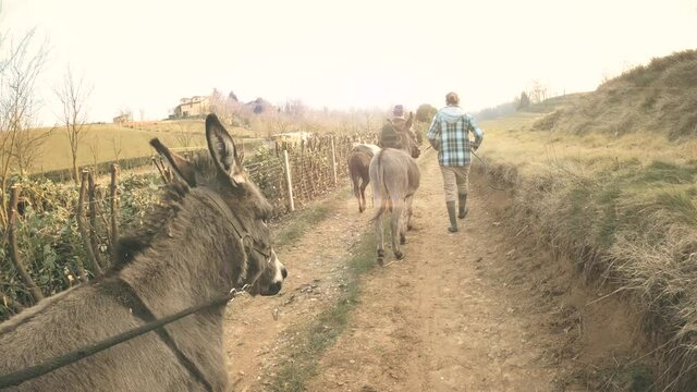 Animal therapy with donkeys on a cultivating field, walking with mules on nature. 4k	
