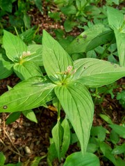 Spigelia Anthelmia (Wormgrass, Pinkroot, West Indian Pinkroot) with a natural background. Pinkroot is a common name for plants in this genus.