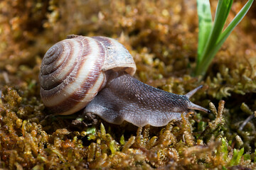 Forest snail creeps on young forest moss. 