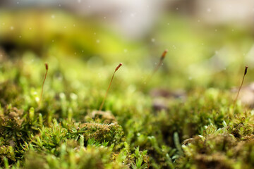Closeup of young green forest moss in sun light. 