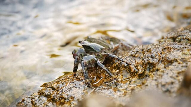 Carcinus maenas, green european crab on the stone shore. Adriatic coast. 4k. Slow motion