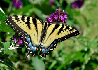 Female Eastern Tiger Swallowtail Butterfly (Papilio glaucus) sipping nectar from the flowers of a purple Butterfly Bush (Buddleia davidii). Closeup. Copy space.  