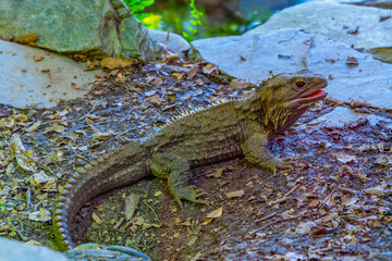 Tuatara at Kiwi birdlife park in Queenstown, New Zealand