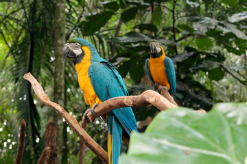 green and yellow macaw