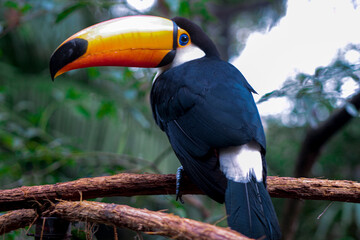 toucan on a branch