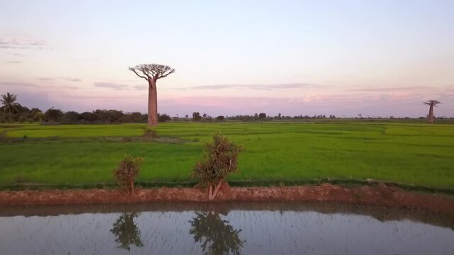 Flying low over rice field, camera rises up over Grandidier's Baobab trees in Madagascar 