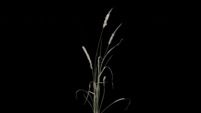 Grass waving moving in wind breeze isolated on transparent background with alpha channel in 4K, stock fountain grass