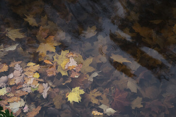 autumn leaves in the river