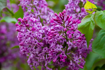 Obraz premium Purple cloves flower in spring close up