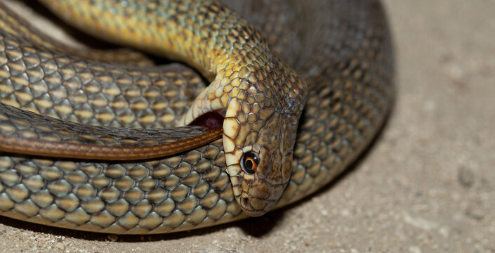 The snake bites itself. Caspian whipsnake (caspius) also known as the large whipsnake.