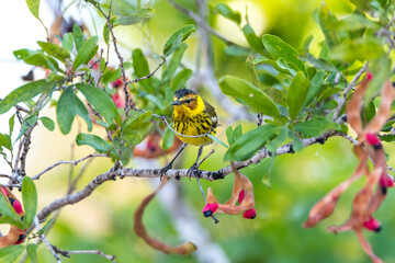 Chipe Atigrado - Cape May Warbler (Setophaga tigrina), residente invernal en la Península de Yucatán, México..