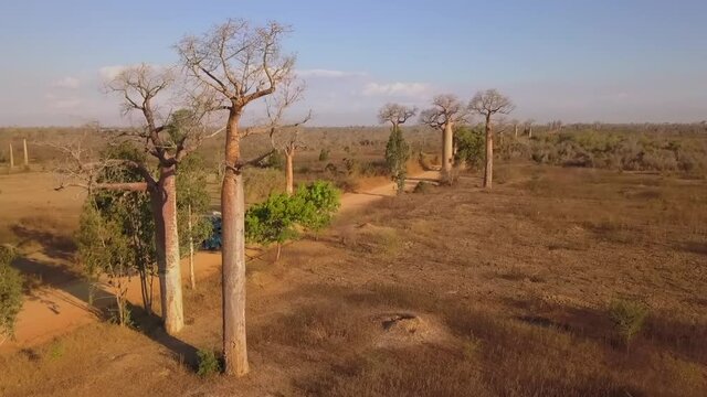 Aerial tracking shot of blue bus driving on rural dirt road with baobab trees in Madagascar 