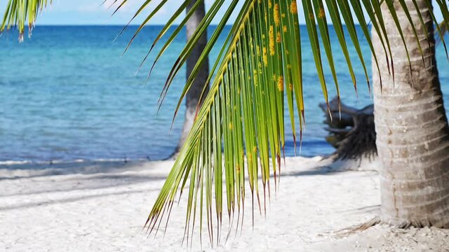 Tropical seashore with coconut palm trees. Caribbean destination. Dominican Republic. Summer vacations