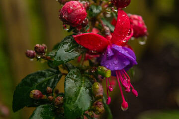 Red and purple flower