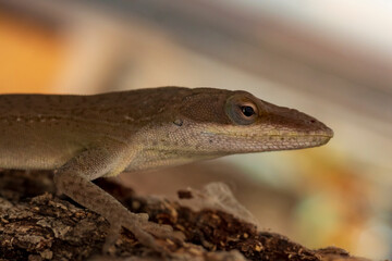 Macro Lizard on Wood 