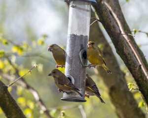 4 European greenfinch
 sitting on a feeder each with a sunflowerseed 