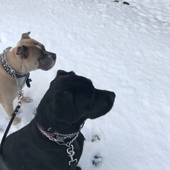 Dogs in snow