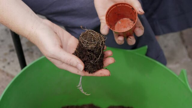 Reveal of root bound plant seedling by woman's hands. UK garden. Close up