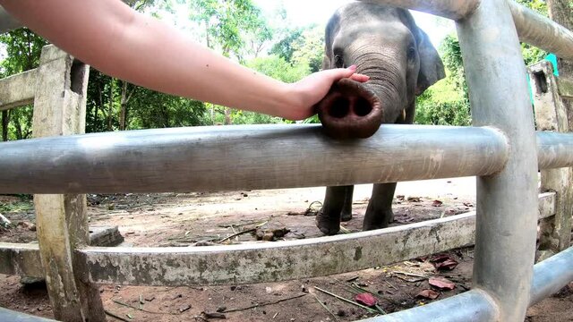 The trunk of a baby elephant asking for food close-up. At the end of the scene, a female hand strokes the trunk of an animal