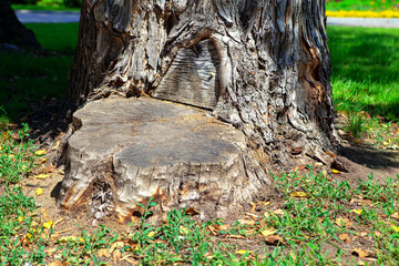 Obraz premium felled stump , part of cut trunk 